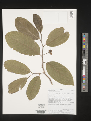 Annona mucosa image