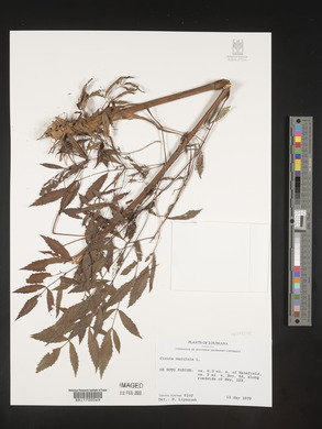 Image Associated With the Occurence