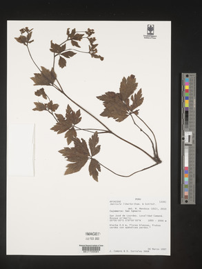 Sanicula liberta image
