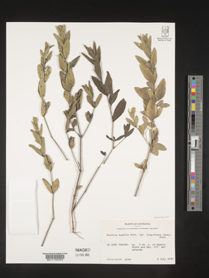 Ruellia humilis image