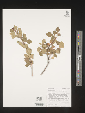 Rhus trilobata image
