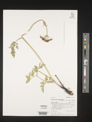 Conioselinum scopulorum image