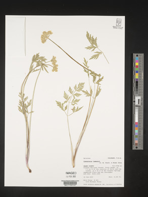 Pseudocymopterus montanus image