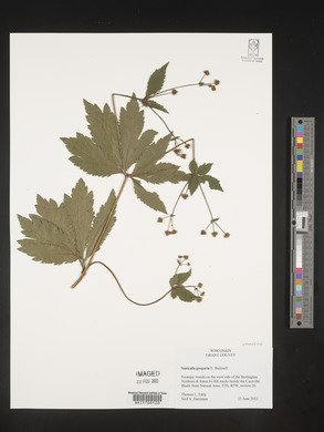 Sanicula odorata image