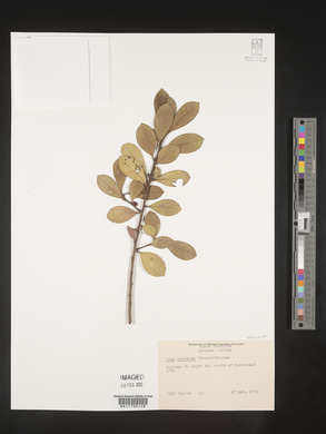 Image Associated With the Occurence