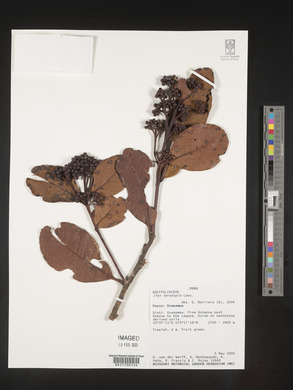 Image Associated With the Occurence