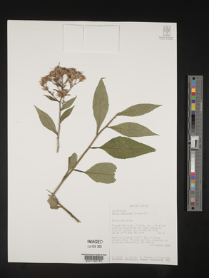 Sericocarpus asteroides image