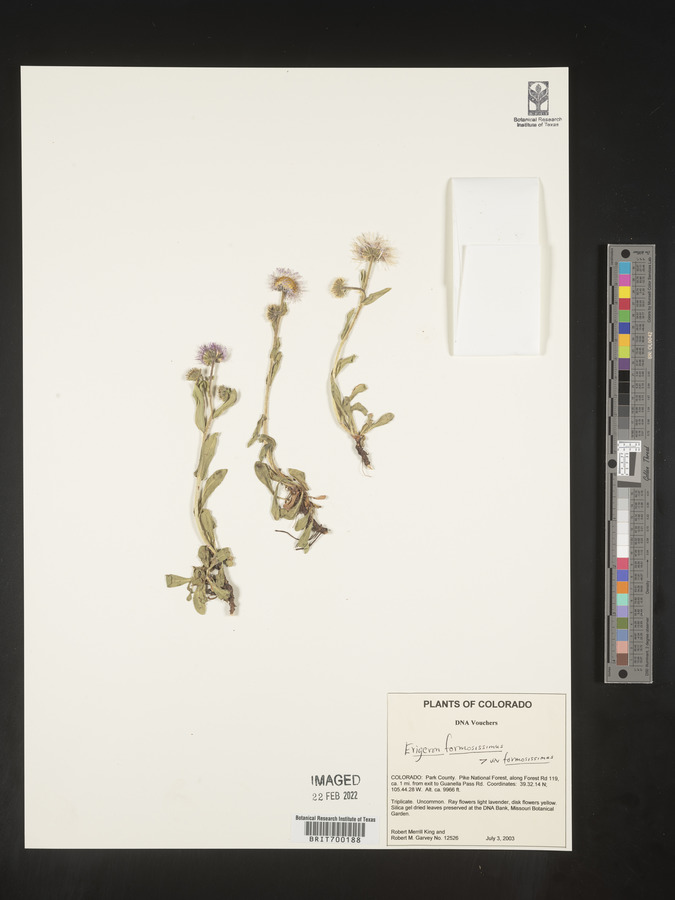 Erigeron formosissimus var. formosissimus image