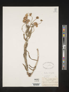 Erigeron corymbosus image