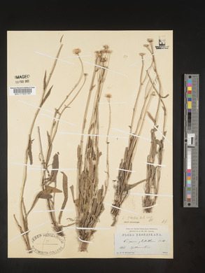 Erigeron glabellus image
