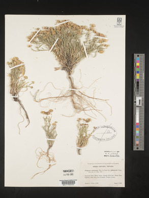 Erigeron aphanactis image