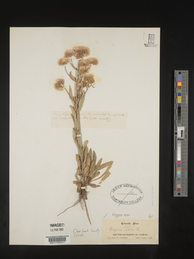 Erigeron acris image