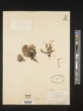 Erigeron compositus image