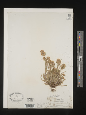 Erigeron lonchophyllus image