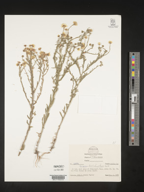 Erigeron bellidiastrum image