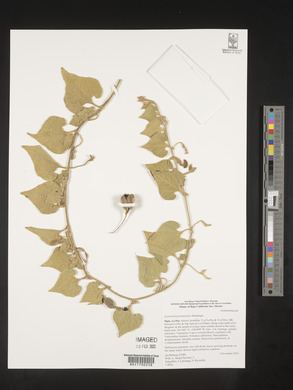 Aristolochia monticola image