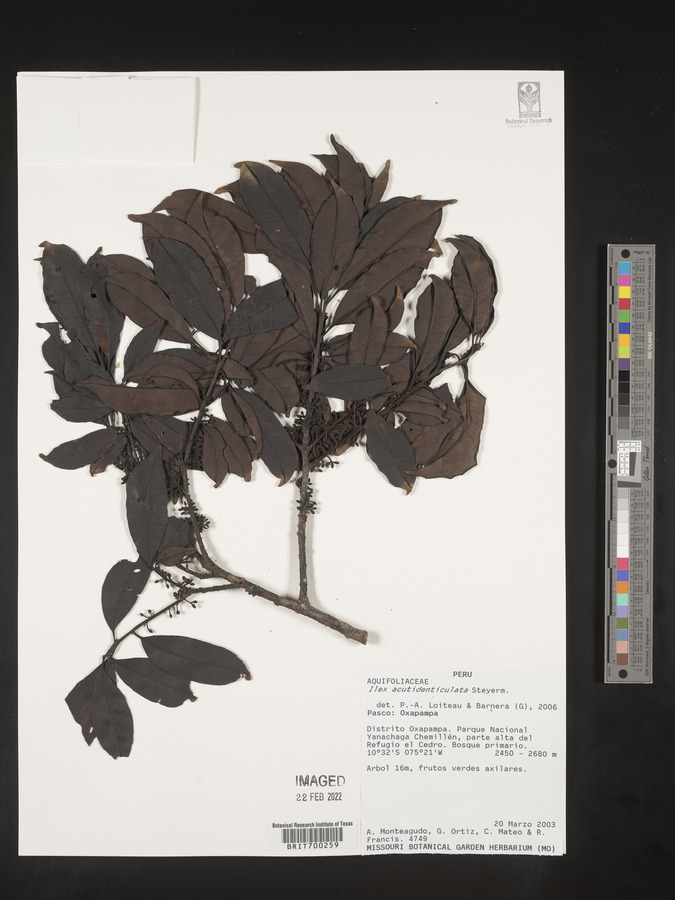 Ilex acutidenticulata image