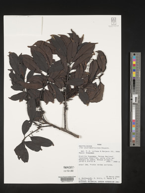 Image Associated With the Occurence