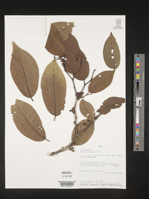 Annona neoulei image