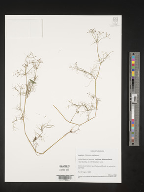 Ptilimnium capillaceum image