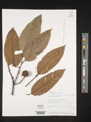 Annona papilionella image