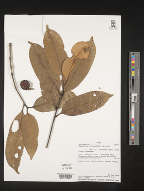 Ambelania occidentalis image