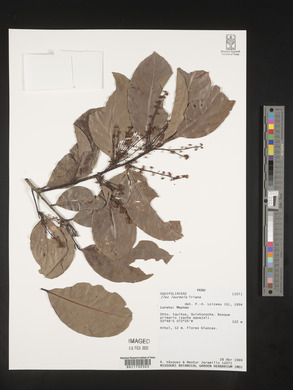 Ilex laureola image