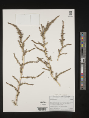 Amaranthus albus image
