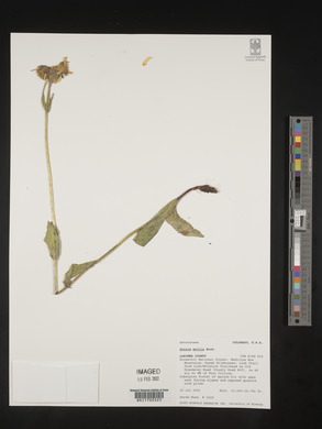 Arnica mollis image