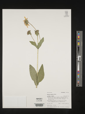 Arnica mollis image