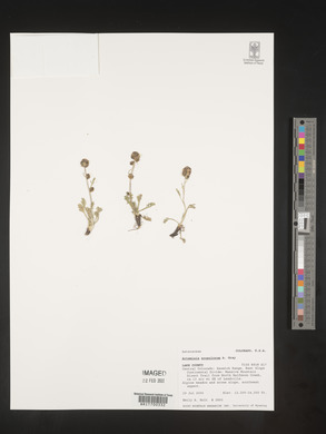 Artemisia scopulorum image