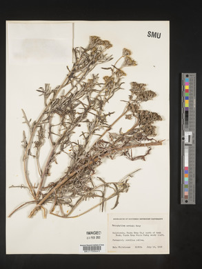 Eriophyllum nevinii image