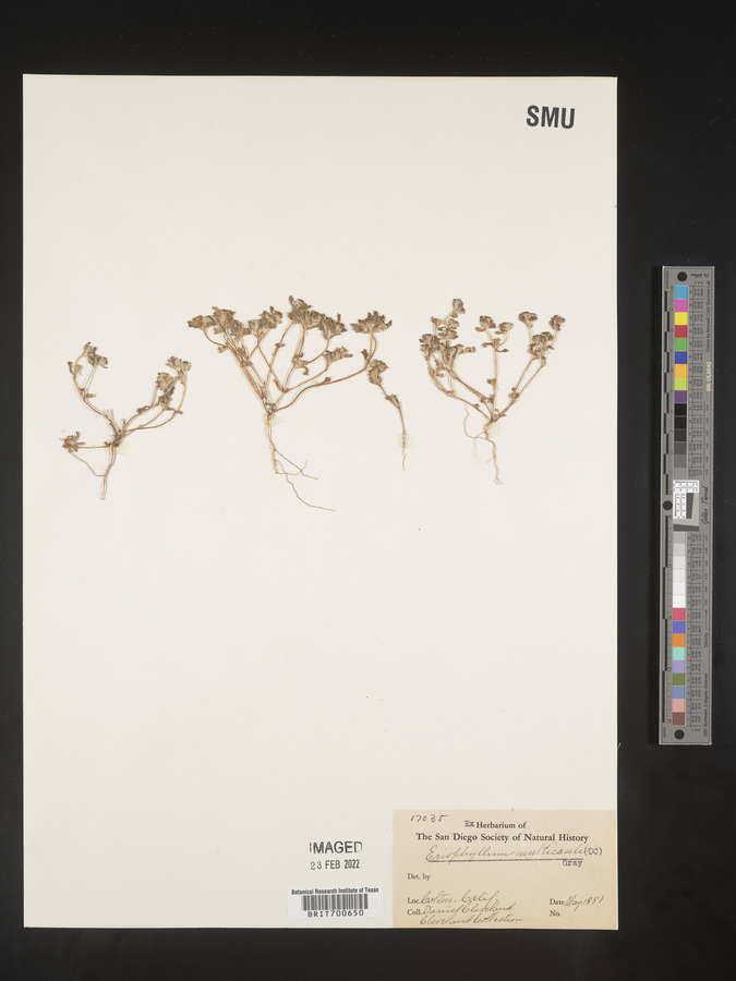 Eriophyllum multicaule image