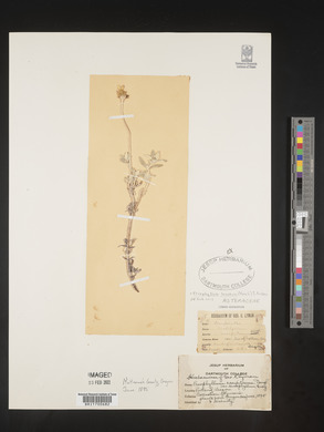 Eriophyllum lanatum image