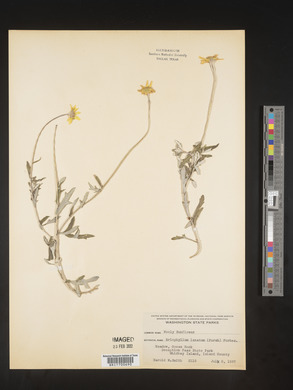 Eriophyllum lanatum image