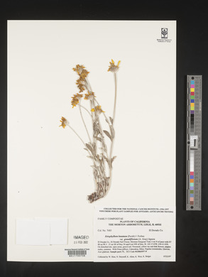 Eriophyllum lanatum image