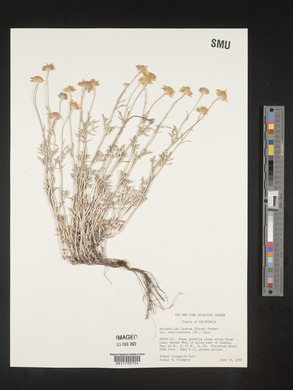 Eriophyllum lanatum image