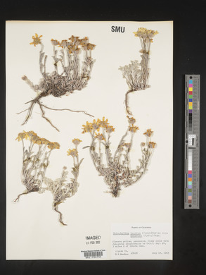 Eriophyllum lanatum image