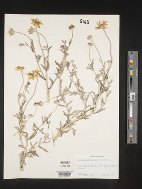 Eriophyllum lanatum image