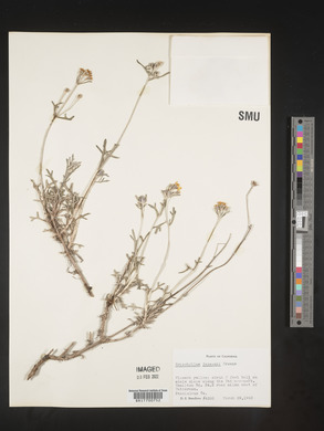 Eriophyllum jepsonii image