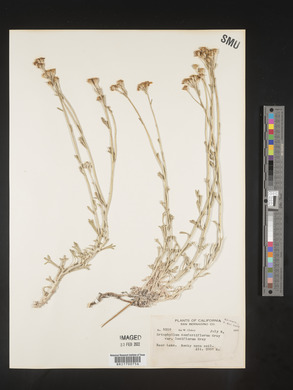 Eriophyllum confertiflorum var. laxiflorum image
