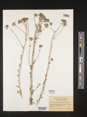 Eriophyllum confertiflorum image