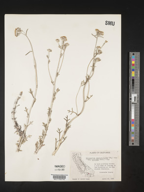 Eriophyllum confertiflorum var. trifidum image