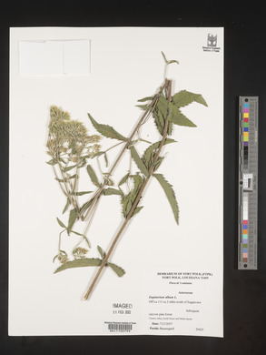 Eupatorium album image