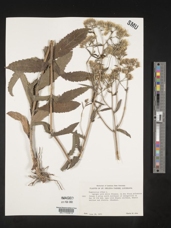 Eupatorium album image