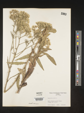 Eupatorium album image