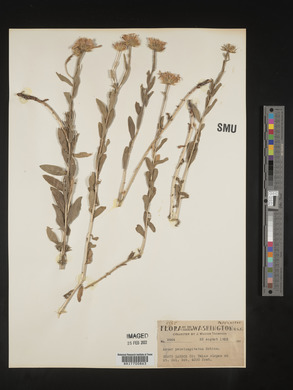 Eucephalus paucicapitatus image