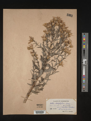 Eucephalus ledophyllus image