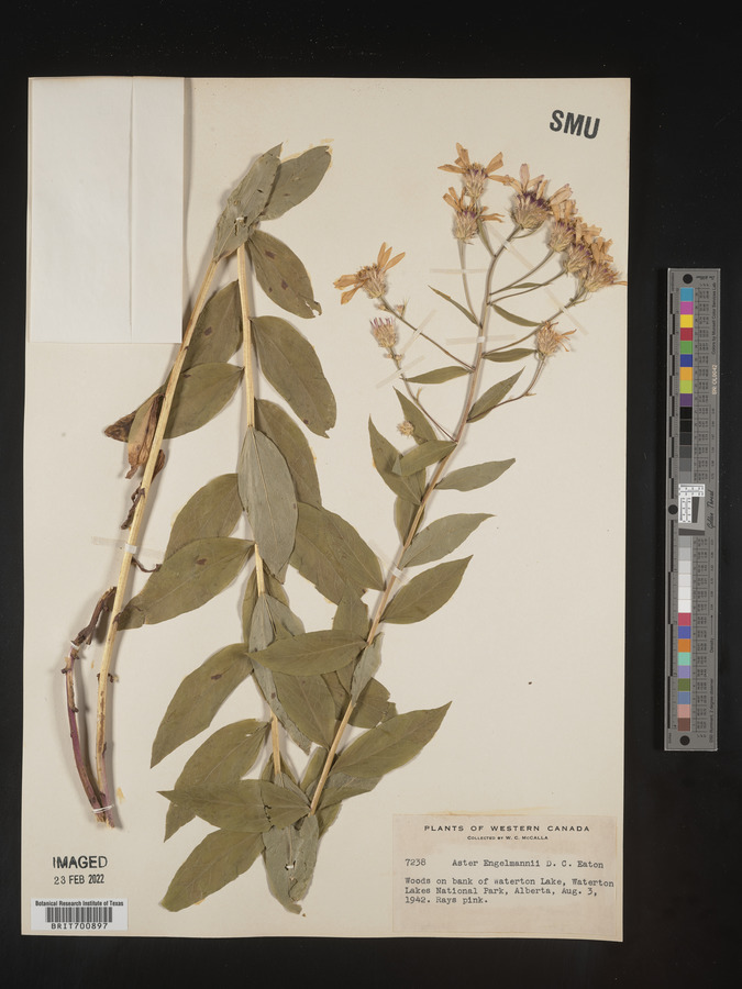 Eucephalus engelmannii image