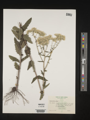 Eupatorium album image